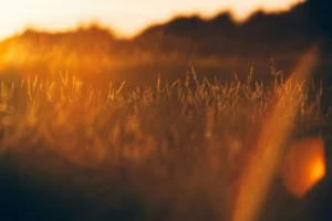 Herbes hautes dorées baignées par la lumière d'un coucher de soleil.