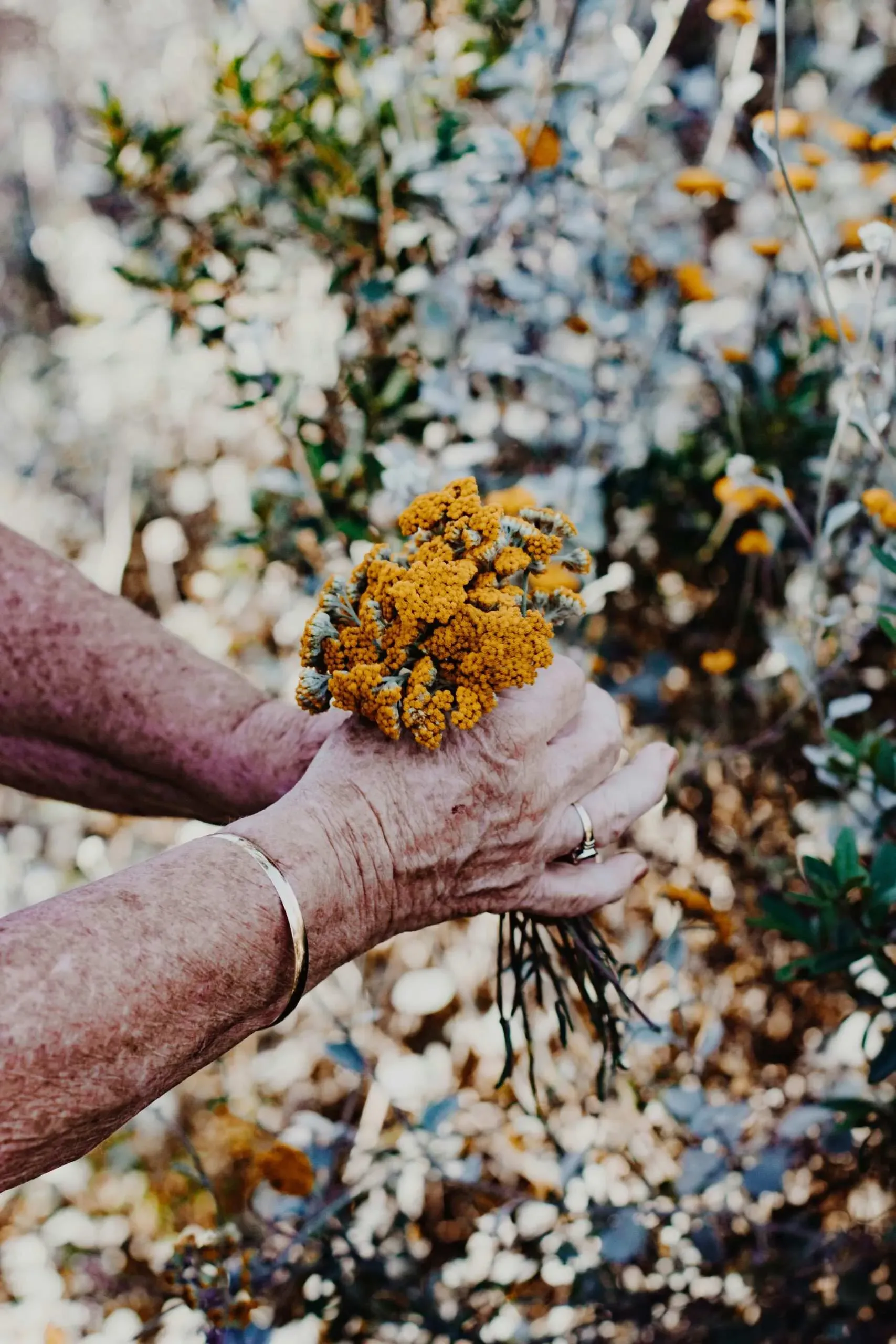 Mains d'une personne âgée tenant délicatement un petit bouquet de fleurs jaunes.